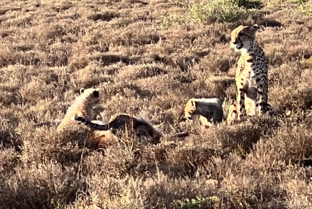 Cheetahs in Samara